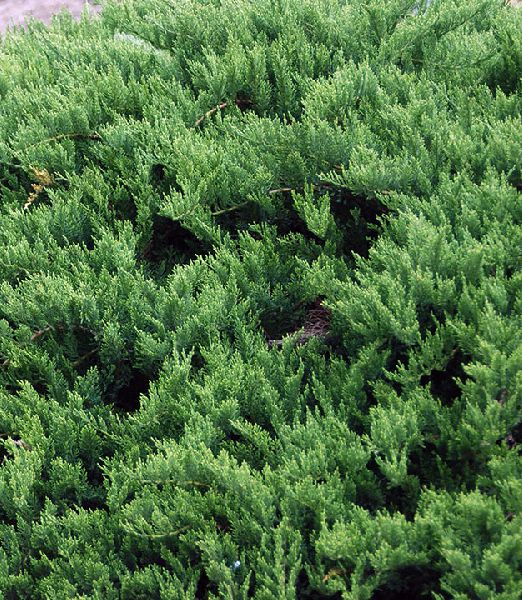Juniperus sabina 'Tamariscifolia'